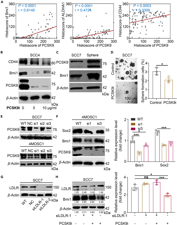 Targeting Pcsk Reduces Cancer Cell Stemness And Enhances Antitumor