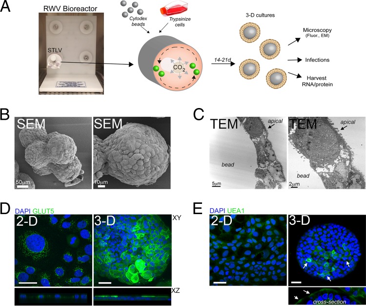 A Three Dimensional Cell Culture Model To Study Enterovirus Infection