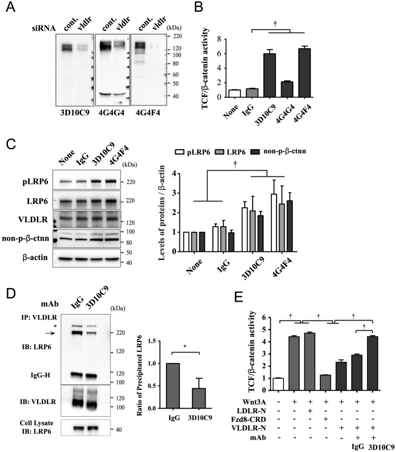 Receptor Heterodimerization As A Novel Mechanism For The Regulation Of