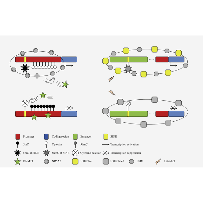 The Roles Of Dna Methylation And Hydroxymethylation At Short