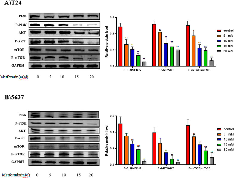 Metformin Exerts An Antitumor Effect By Inhibiting Bladder Cancer Cell