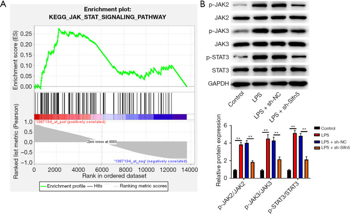 Knockdown Of Slfn5 Alleviates Lipopolysaccharide Induced Pneumonia By