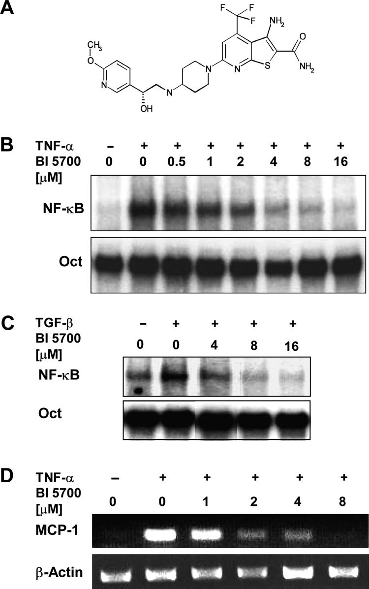 Bi A Selective Chemical Inhibitor Of I B Kinase Specifically