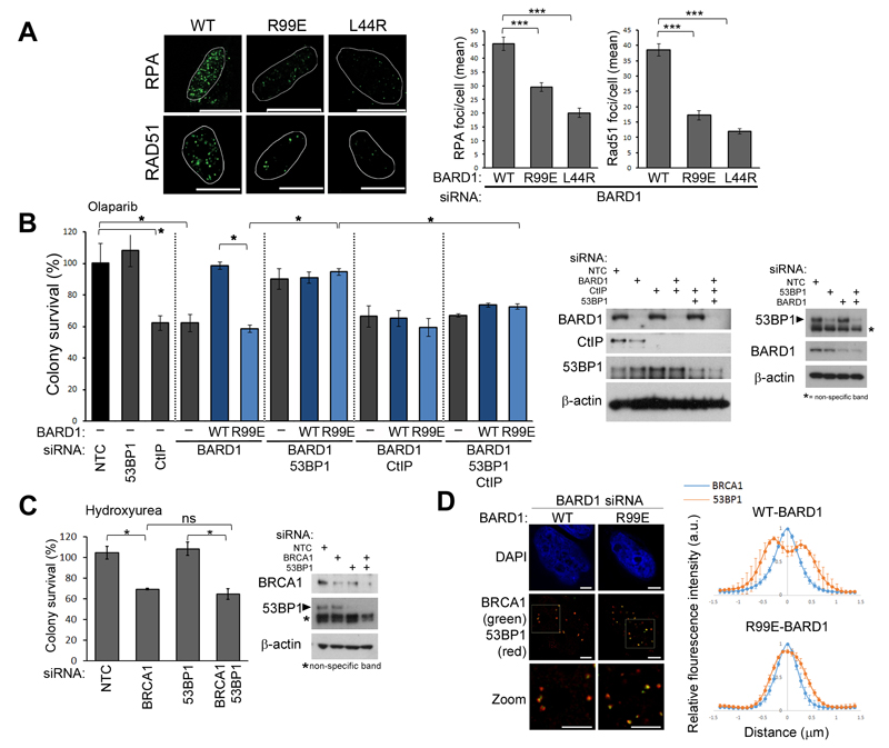 Human BRCA1 BARD1 Ubiquitin Ligase Activity Counters Chromatin Barriers