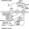 FIG. 1.