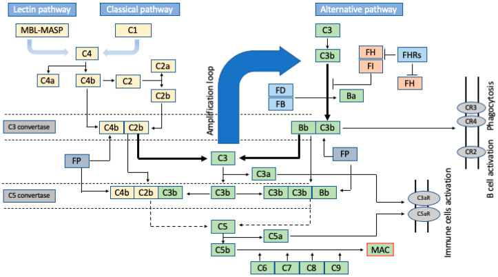 Crispr Manipulation Of Age Related Macular Degeneration Haplotypes In