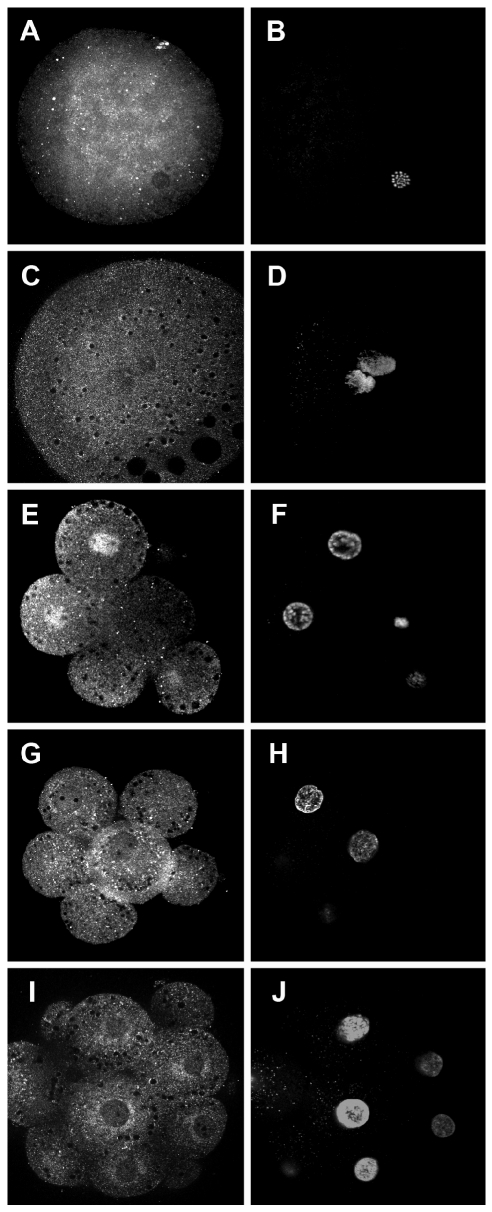 Localization Of Dna Methyltransferase During Oocyte Differentiation