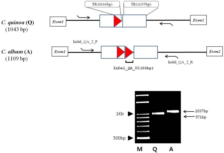 Complete Chloroplast Genome Sequences And Comparative Analysis Of