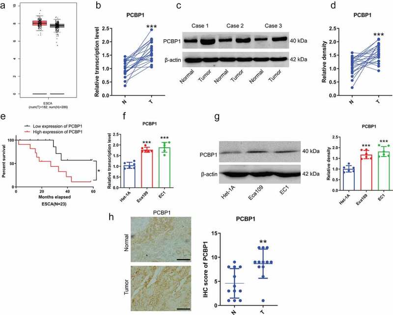 Polyc Rna Binding Protein Pcbp Enhances Tropomyosin Tpm Mrna