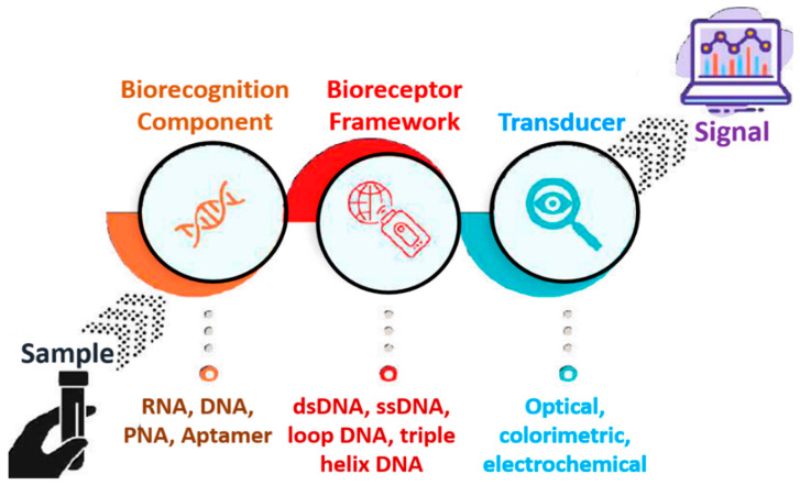 A Short Review On Miniaturized Biosensors For The Detection Of Nucleic