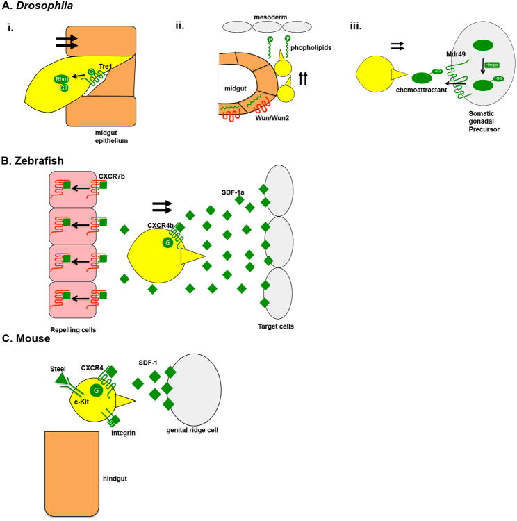 Mechanisms Guiding Primordial Germ Cell Migration Strategies From