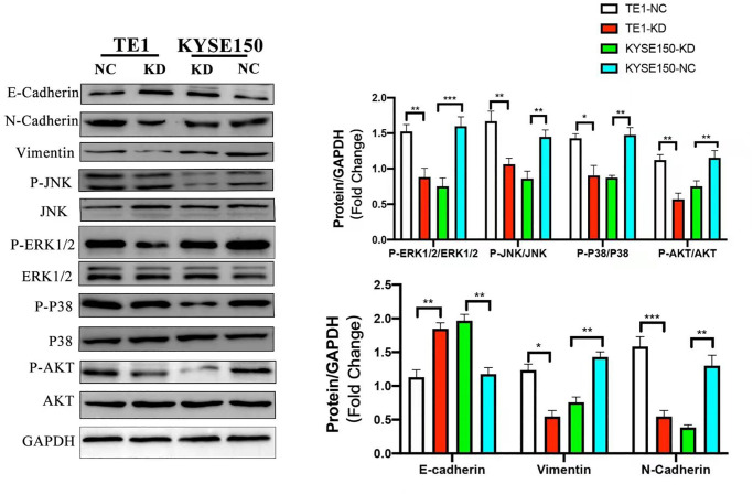 Identification Of Kif A As A Prognostic Biomarker For Esophageal