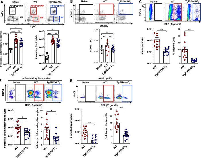 The Toxoplasma Oxygen Sensing Protein Tgphya Is Required For