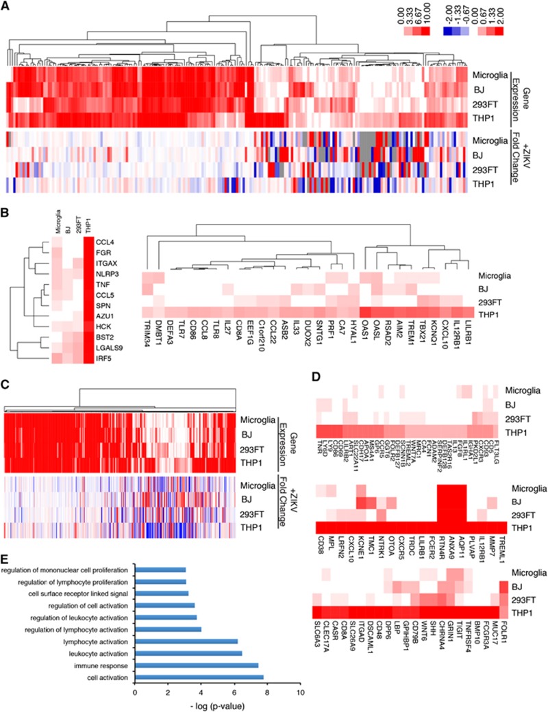 Zika Virus Infection Reprograms Global Transcription Of Host Cells To