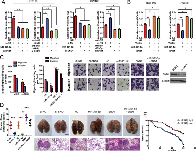 Mir P Inhibits Colorectal And Gastric Cancer Growth And Metastasis