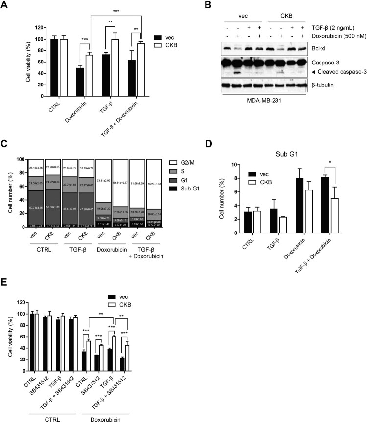 Brain Type Of Creatine Kinase Induces Doxorubicin Resistance Via Tgf