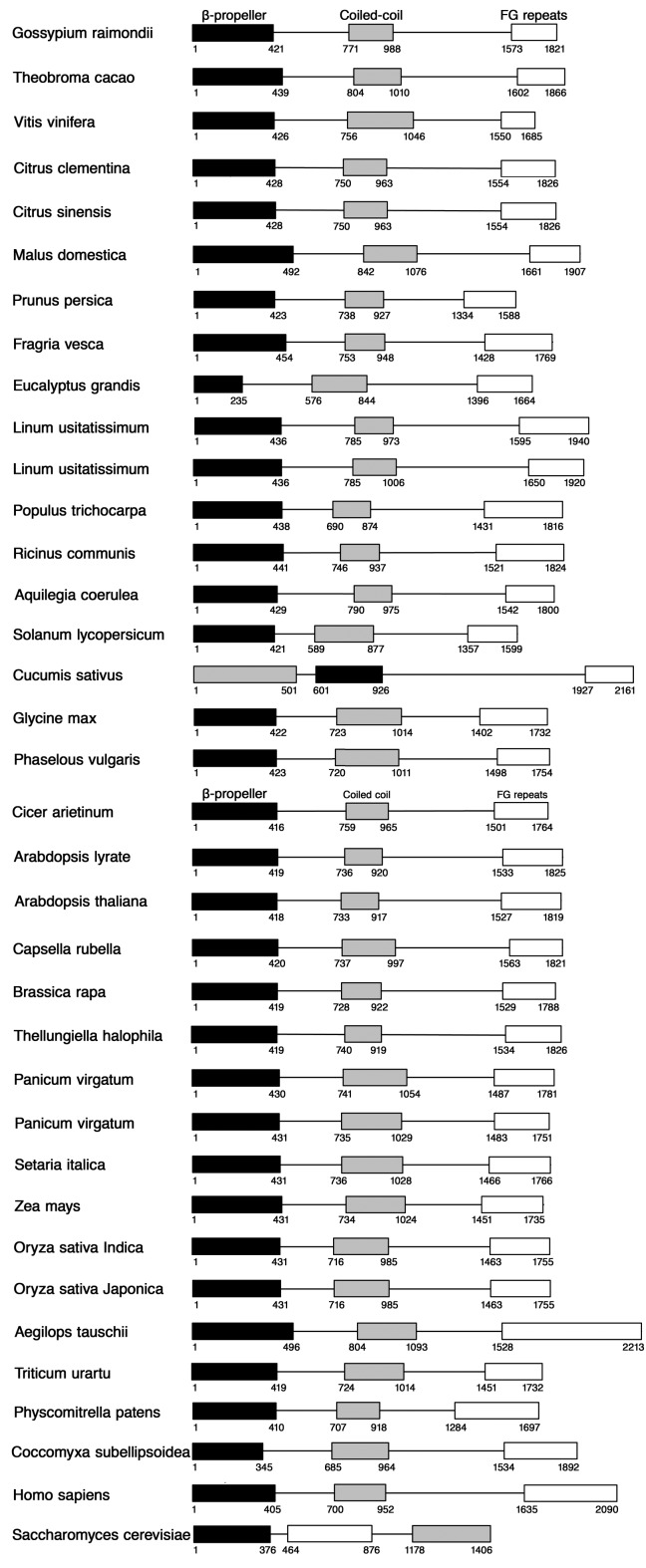 Identification And Analysis Of LNO1 Like And AtGLE1 Like Nucleoporins