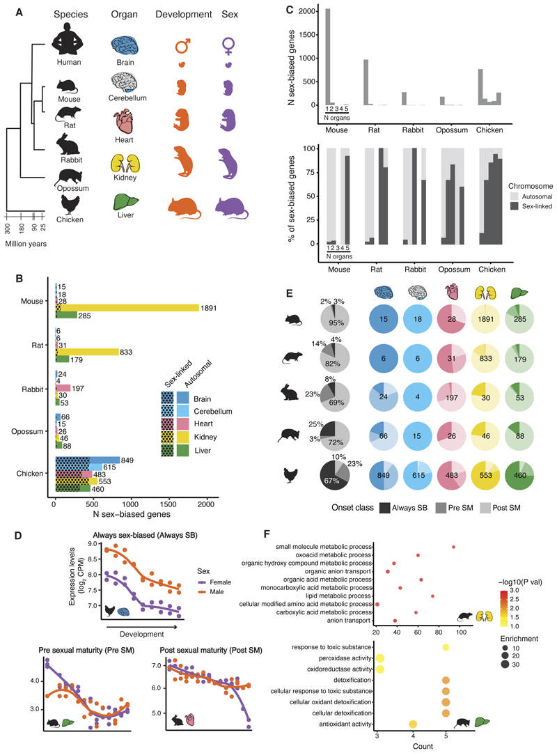 Sex Biased Gene Expression Across Mammalian Organ Development And