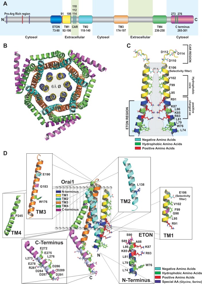 Molecular Mechanisms Of STIM Orai Communication PMC