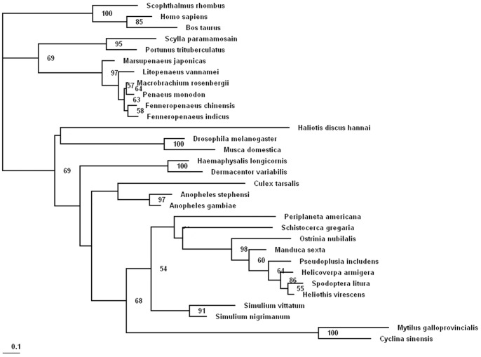 A Novel C Type Lysozyme From Mytilus Galloprovincialis Insight Into