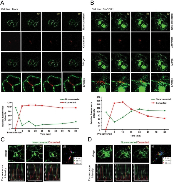 Ddr Triggers Epithelial Cell Differentiation By Promoting Cell