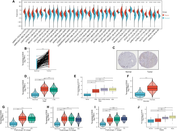 Functional Analysis And Experimental Validation Of The Prognostic And