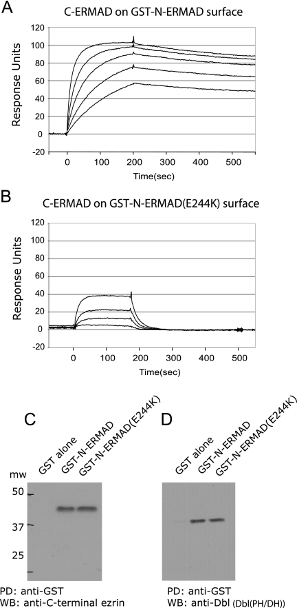 Activated Ezrin Promotes Cell Migration Through Recruitment Of The Gef