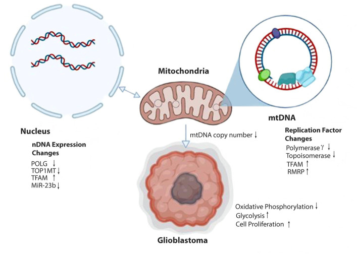 Mitoepigenetics And Gliomas Epigenetic Alterations To Mitochondrial