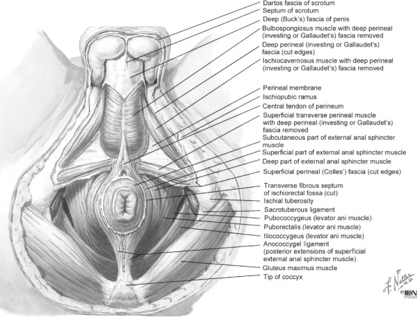 Rules For Anal Fistulas With Scrotal Extension Pmc