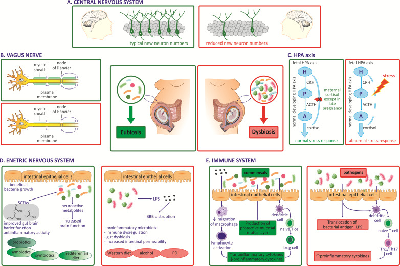 The Impact Of Maternal Gut Microbiota During Pregnancy On Fetal Gut