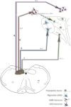 Fig. 8