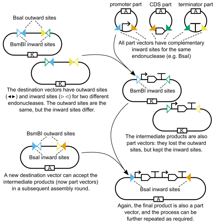 A Users Guide To Golden Gate Cloning Methods And Standards Pmc