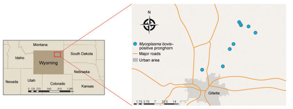 Mycoplasma Bovis Infections In Free Ranging Pronghorn Wyoming Usa Pmc