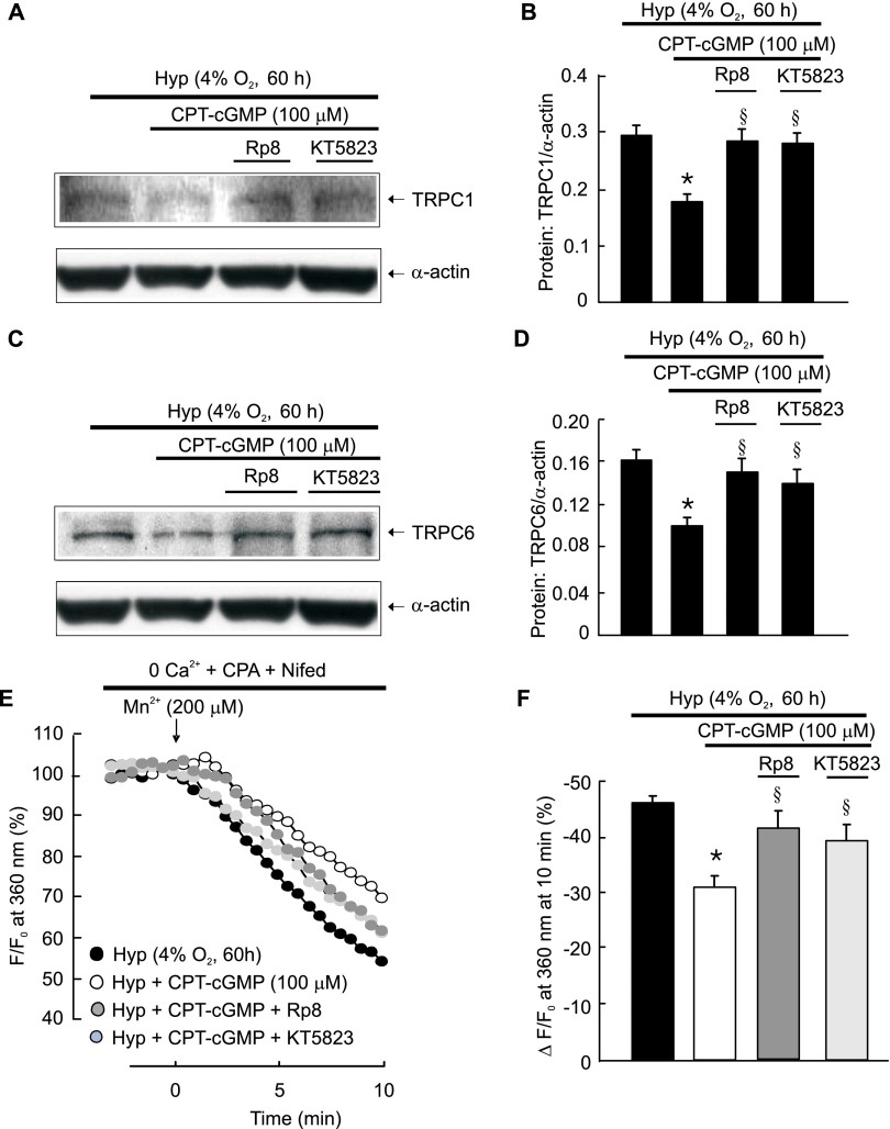 Sildenafil Inhibits Hypoxia Induced Transient Receptor Potential