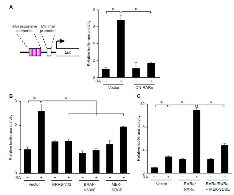 Erk Map Kinase Signaling Regulates Rar Signaling To Confer Retinoid