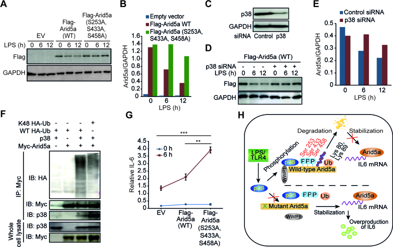 TLR4 induced NF κB and MAPK signaling regulate the IL 6 mRNA