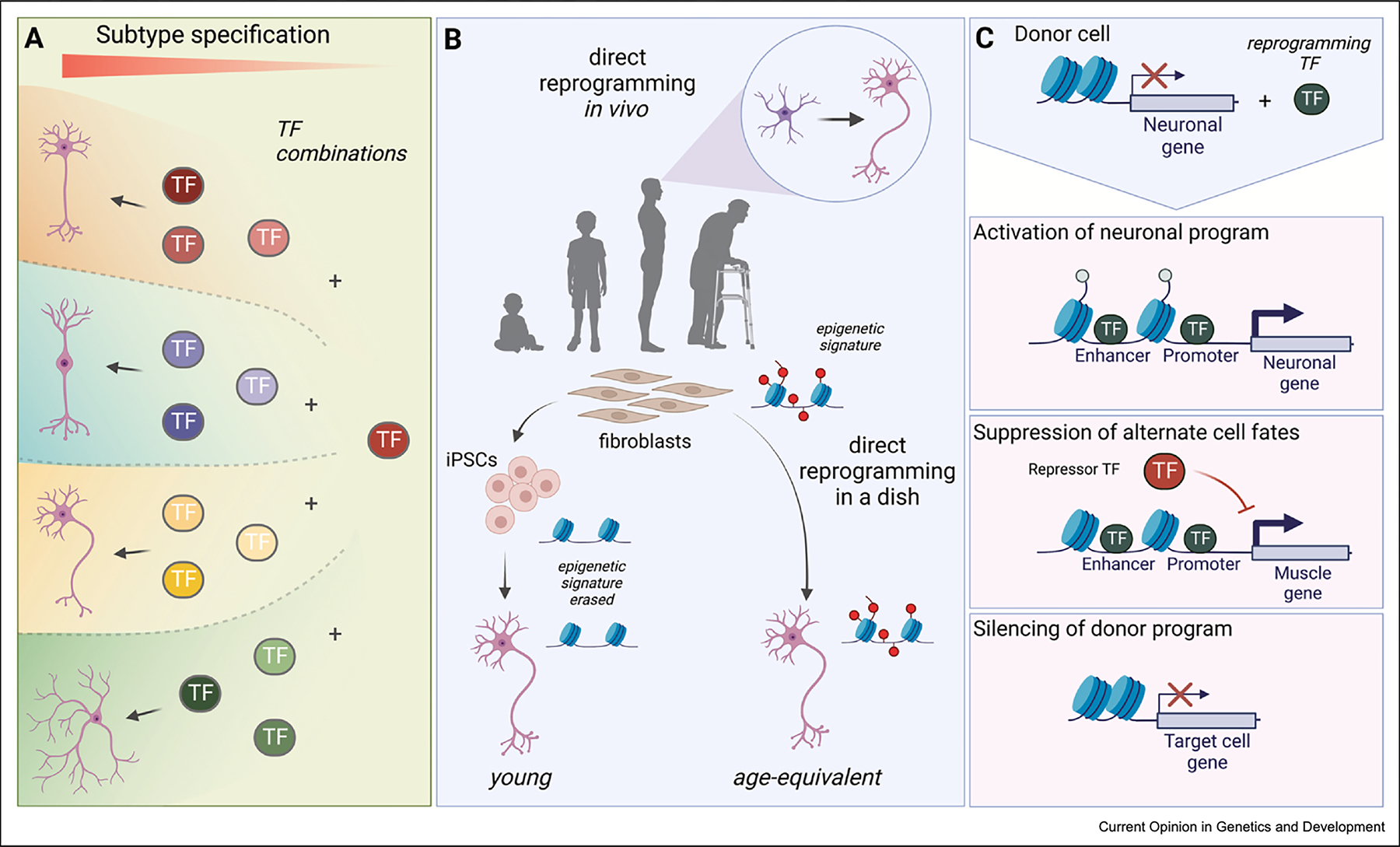 Insights And Applications Of Direct Neuronal Reprogramming Pmc