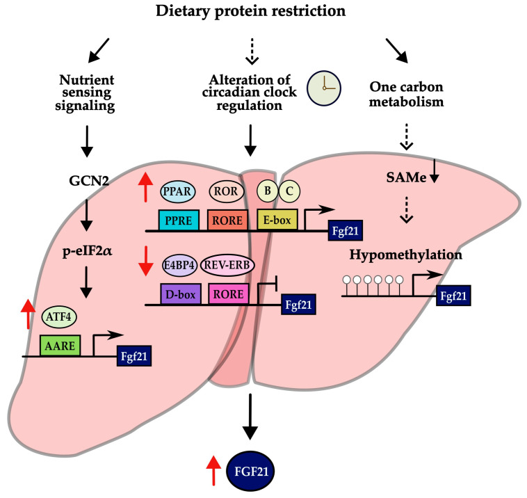 Protein Restriction In Metabolic Health Lessons From Rodent Models Pmc