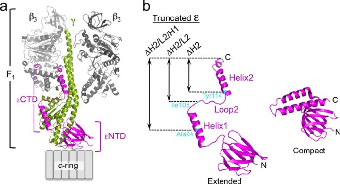 Inhibition Of F Atpase Rotational Catalysis By The Carboxyl Terminal