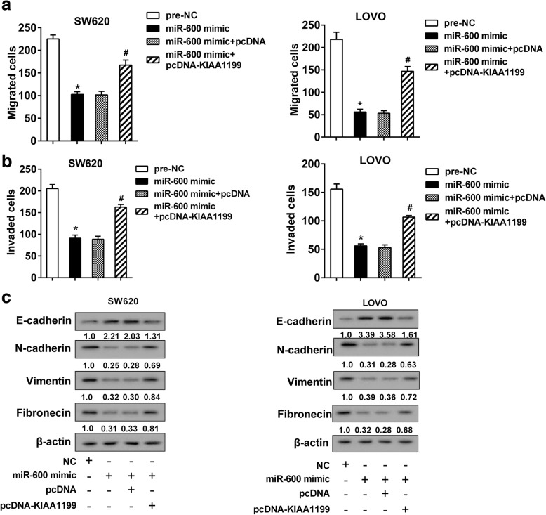 Lncrna Tug Promoted Kiaa Expression Via Mir To Accelerate Cell