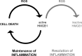 <b>FIG. 6.</b>