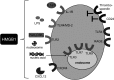 <b>FIG. 2.</b>