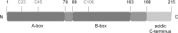 <b>FIG. 1.</b>