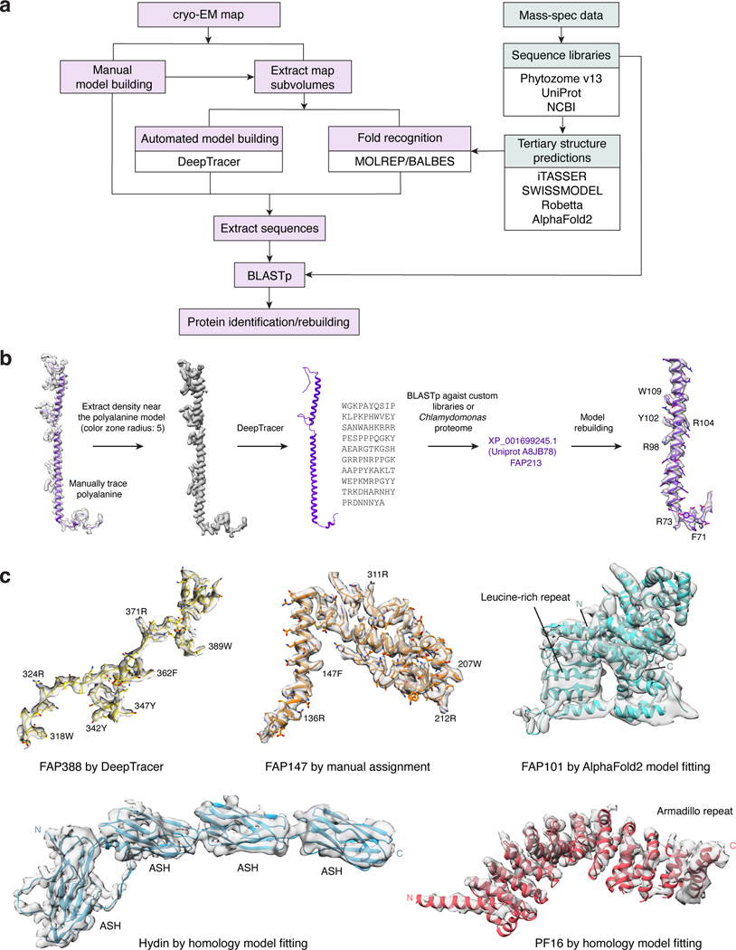 Ciliary Central Apparatus Structure Reveals Mechanisms Of Microtubule