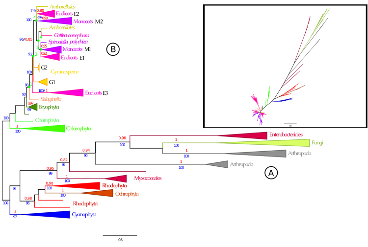 Molecular Evolution And Diversification Of Phytoene Synthase Psy Gene