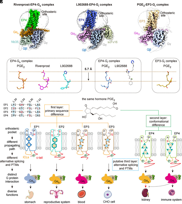 Single Hormone Or Synthetic Agonist Induces Gs Gi Coupling Selectivity