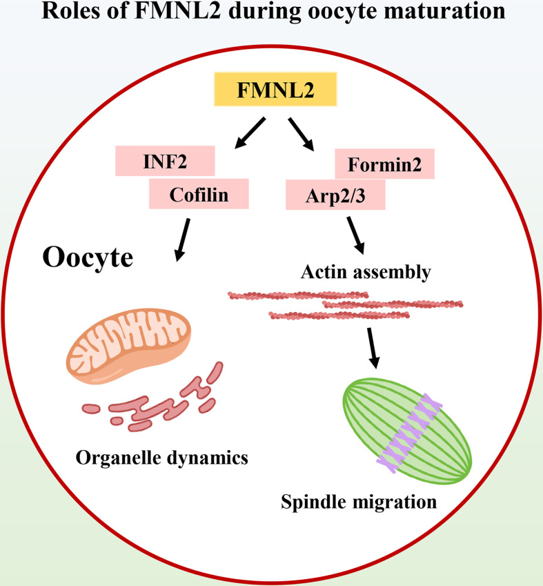 Fmnl Regulates Actin For Endoplasmic Reticulum And Mitochondria