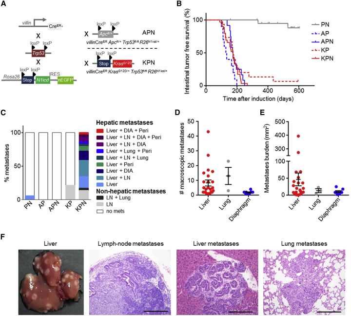 Epithelial Notch Signaling Rewires The Tumor Microenvironment Of