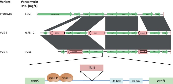 A Silenced Vana Gene Cluster On A Transferable Plasmid Caused An