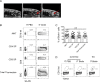 Figure 1—figure supplement 3.